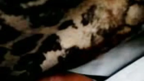 টিচার: হোম ইনভেশন পার্ট 2 মাগি চুদার গল্প বেল্লা জেন সঙ্গে